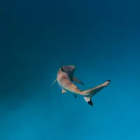 Schooling Fish at the Rig