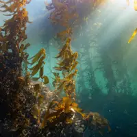 Sunlight Through the Kelp Canopy