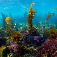 Sheephead in the Kelp