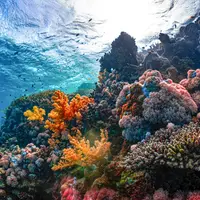 Reef Life Under the Canopy